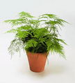 Asparagus Setaceus